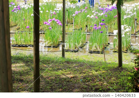 京都府立植物園的花卉 京都府立植物園的花卉 140420633