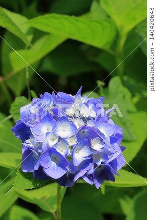 京都府立植物園的花卉 京都府立植物園的花卉 140420643