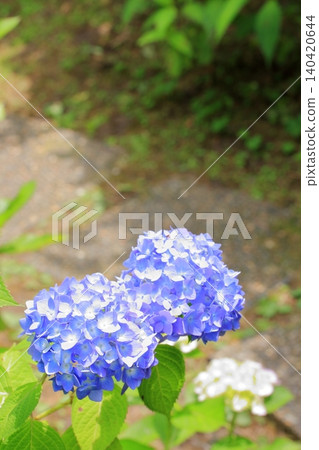 京都府立植物園的花卉 京都府立植物園的花卉 140420644