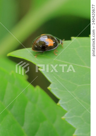 京都府立植物園的花卉 京都府立植物園的花卉 140420677
