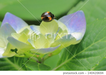 Flowers at Kyoto Prefectural Botanical Garden 140420694