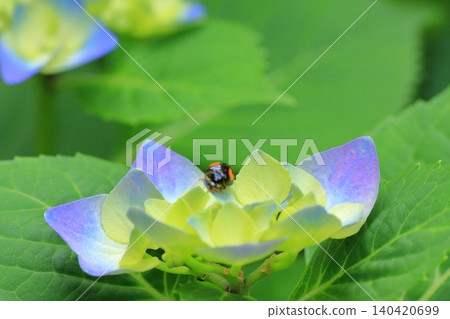 京都府立植物園的花卉 京都府立植物園的花卉 140420699