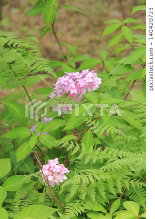 京都府立植物園的花卉 京都府立植物園的花卉 140420723