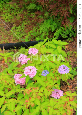 京都府立植物園的花卉 京都府立植物園的花卉 140420724