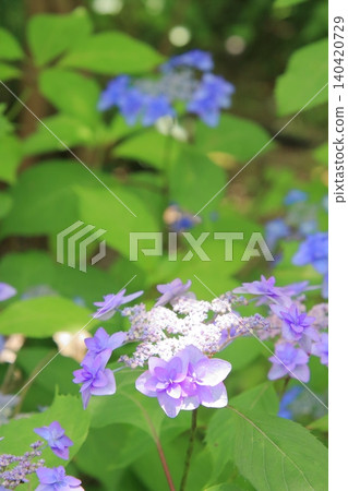 京都府立植物園的花卉 京都府立植物園的花卉 140420729