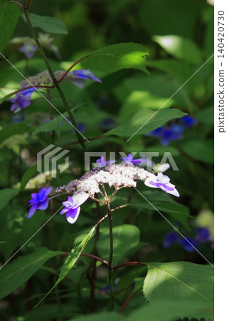 京都府立植物園的花卉 京都府立植物園的花卉 140420730