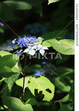京都府立植物園的花卉 京都府立植物園的花卉 140420731