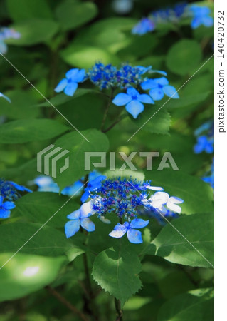 京都府立植物園的花卉 京都府立植物園的花卉 140420732