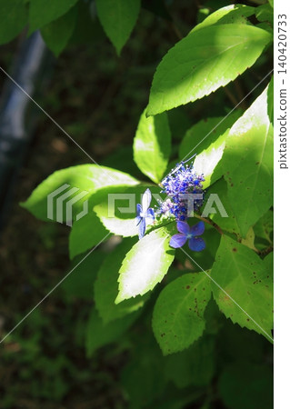 京都府立植物園的花卉 京都府立植物園的花卉 140420733