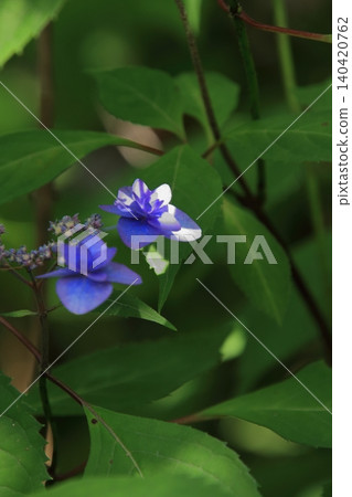 京都府立植物園的花卉 京都府立植物園的花卉 140420762