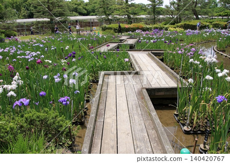 京都府立植物園的花卉 京都府立植物園的花卉 140420767