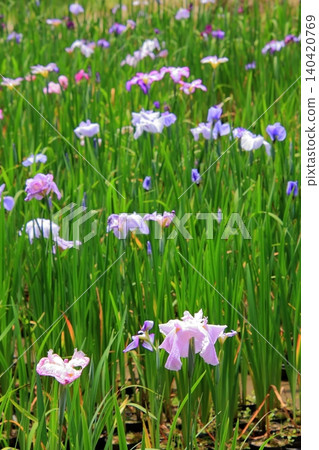京都府立植物園的花卉 京都府立植物園的花卉 140420769