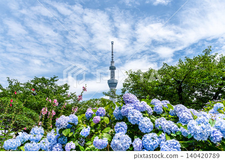 隅田公園與東京晴空塔2的繡球花 隅田公園與東京晴空塔2的繡球花 140420789