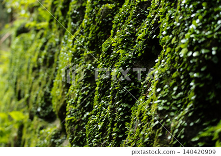 Mamezta Mamezta 140420909