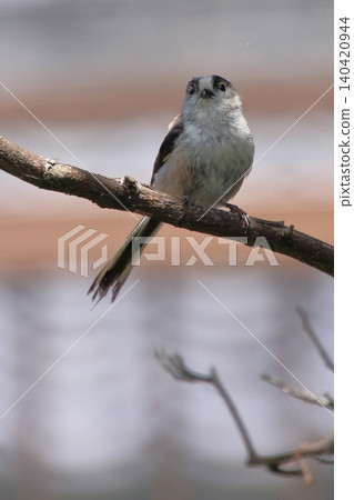 Wild birds and flowers of the Kamo River in Kyoto Wild birds and flowers of the Kamo River in Kyoto 140420944