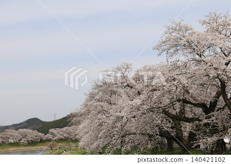 The thousand cherry trees along the Shiraishi River 140421102