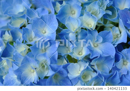Blue hydrangea Blue hydrangea 140421133