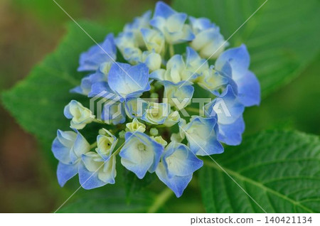 Blue hydrangea Blue hydrangea 140421134