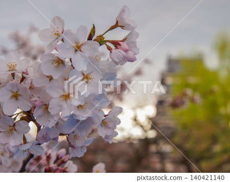 Matsumoto castle and cherry blossoms Matsumoto castle and cherry blossoms 140421140