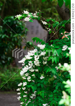 鬱鬱蔥蔥的花園裡,盛開著嬌嫩的白色花朵。 鬱鬱蔥蔥的花園裡,盛開著嬌嫩的白色花朵。 140421150