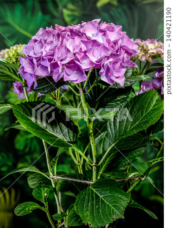 Beautiful purple hydrangea flowers blooming against dark green foliage Beautiful purple hydrangea flowers blooming against dark green foliage 140421190