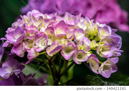 Beautiful purple hydrangea flowers blooming against dark green foliage Beautiful purple hydrangea flowers blooming against dark green foliage 140421191