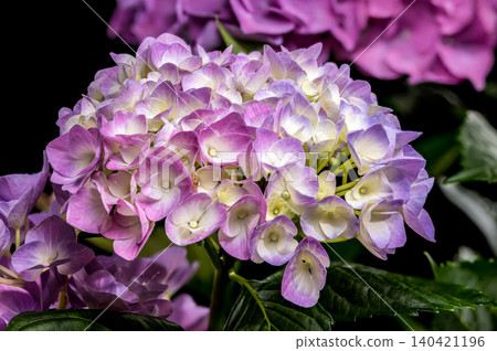 Beautiful purple hydrangea flowers blooming against a solid black background Beautiful purple hydrangea flowers blooming against a solid black background 140421196