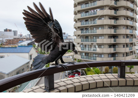 Crows continue calling out to their parents as they leave the nest 140421209
