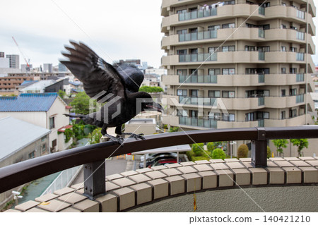Crows continue calling out to their parents as they leave the nest 140421210