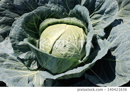 Cabbage growing in the field Cabbage growing in the field 140421636