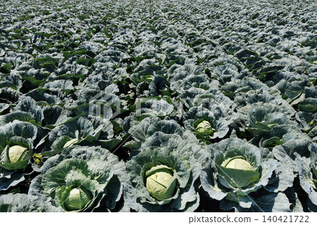 Cabbage growing in the field Cabbage growing in the field 140421722