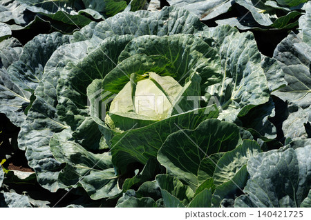 Cabbage growing in the field Cabbage growing in the field 140421725