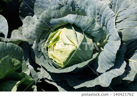 Cabbage growing in the field Cabbage growing in the field 140421762