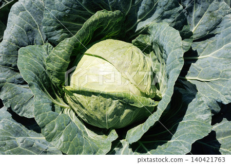 Cabbage growing in the field Cabbage growing in the field 140421763