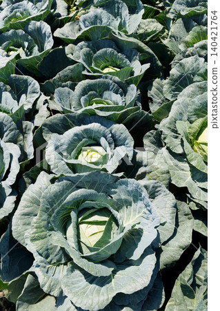 Cabbage growing in the field Cabbage growing in the field 140421764