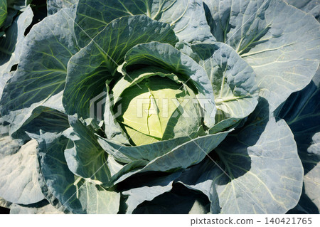 Cabbage growing in the field Cabbage growing in the field 140421765
