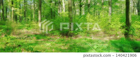 Forest, sunshine and environment with trees, bush and grass with spring and natural with plants. Woods, fresh air and countryside with landscape and peace with growth and field with green and ecology 140421906