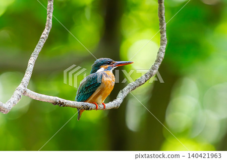 Kingfisher Kingfisher 140421963