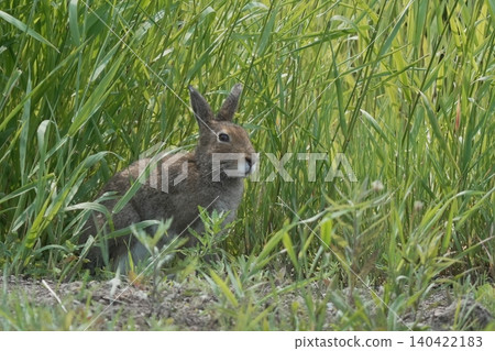 A Hokkaido hare in its summer coat stands in the grass (wildlife of Hokkaido) 140422183