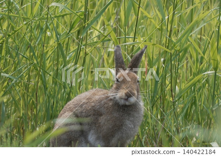 一隻身披夏毛的北海道野兔站在草叢中(北海道野生動物) 一隻身披夏毛的北海道野兔站在草叢中(北海道野生動物) 140422184