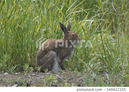 A Hokkaido hare in its summer coat stands in the grass (wildlife of Hokkaido) A Hokkaido hare in its summer coat stands in the grass (wildlife of Hokkaido) 140422185