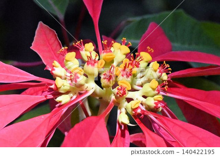 Euphorbia burcherima, a wild species of poinsettia, is a beautiful flower cluster with yellow, lip-shaped nectaries encased in an involucre. Euphorbia burcherima, a wild species of poinsettia, is a beautiful flower cluster with yellow, lip-shaped nectaries encased in an involucre. 140422195