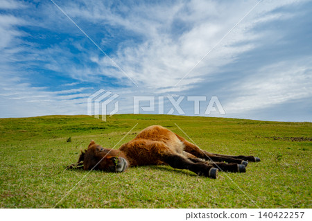 A foal napping at Komatsugaoka, Toi Cape. A foal napping at Komatsugaoka, Toi Cape. 140422257