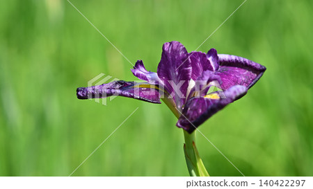 花虹膜在雨中被弄濕 花虹膜在雨中被弄濕 140422297