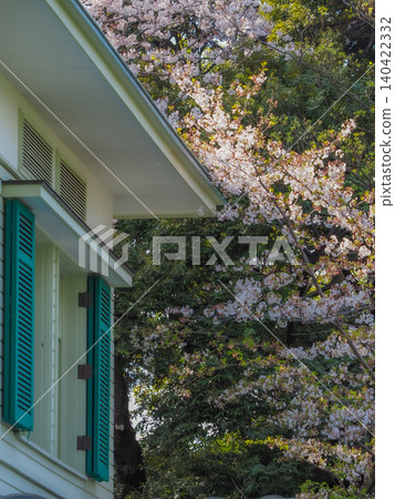 Yokohama Western-style houses surrounded by cherry blossoms in full bloom 140422332
