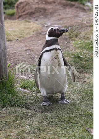 Magellanic penguins on Penguin Island, Argentina Magellanic penguins on Penguin Island, Argentina 140422391