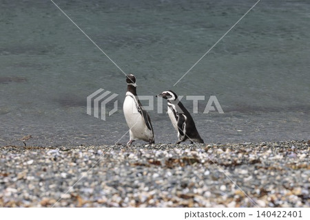 Magellanic penguins on Penguin Island, Argentina Magellanic penguins on Penguin Island, Argentina 140422401