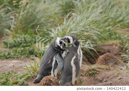 Magellanic penguins on Penguin Island, Argentina Magellanic penguins on Penguin Island, Argentina 140422412