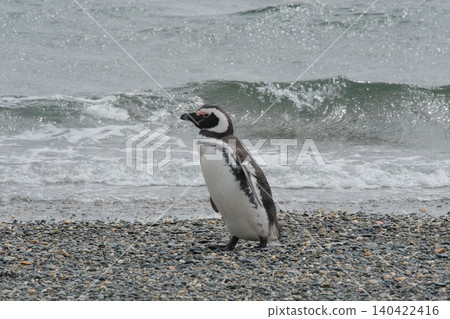 Magellanic penguins on Penguin Island, Argentina Magellanic penguins on Penguin Island, Argentina 140422416