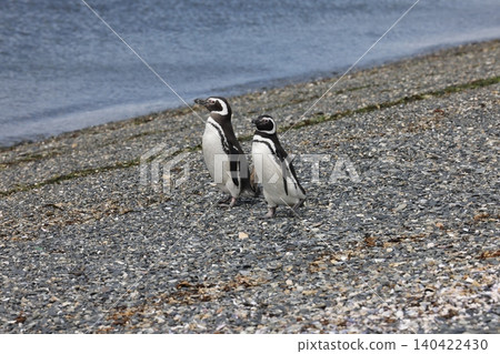 Magellanic penguins on Penguin Island, Argentina Magellanic penguins on Penguin Island, Argentina 140422430